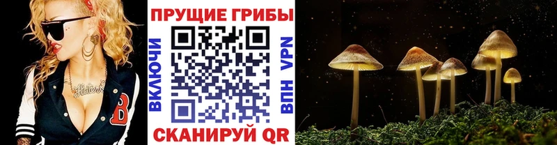 Псилоцибиновые грибы Psilocybe  OMG ССЫЛКА  Махачкала  где найти  